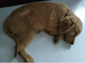 金毛犬多久毛能长长