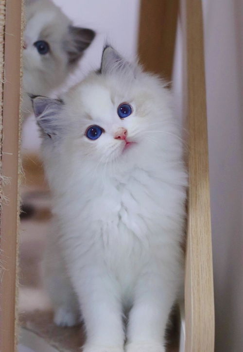 哪里可以买布偶猫