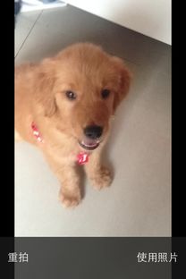 如何知道金毛犬年龄