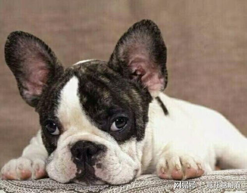 如何挑选法国斗牛犬