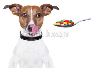 狗狗需要哪些维生素