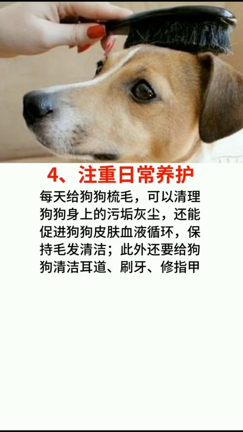 如何让狗长寿