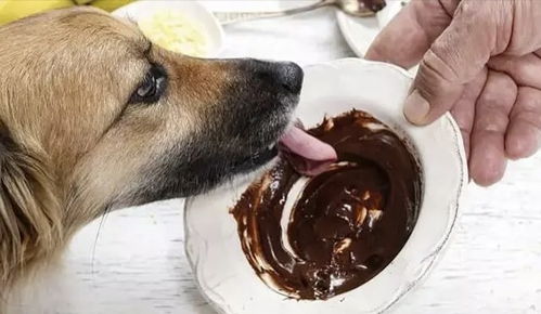 狗狗不能吃的食物有哪些