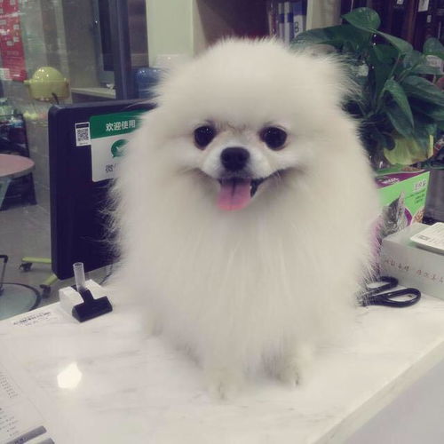 博美犬跟柯基哪个掉毛