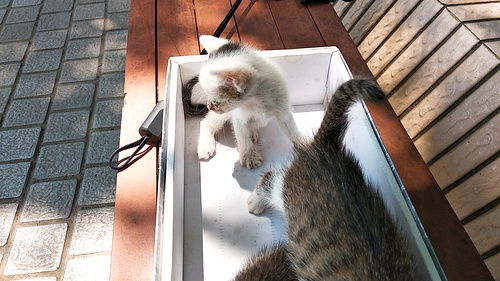 哪里可以捡到小猫