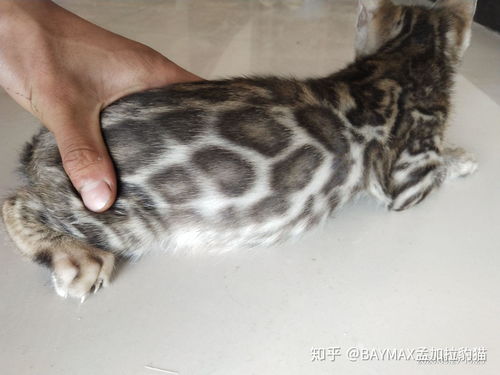 豹猫如何挑选