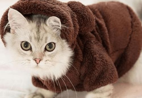 如何判断猫咪感冒