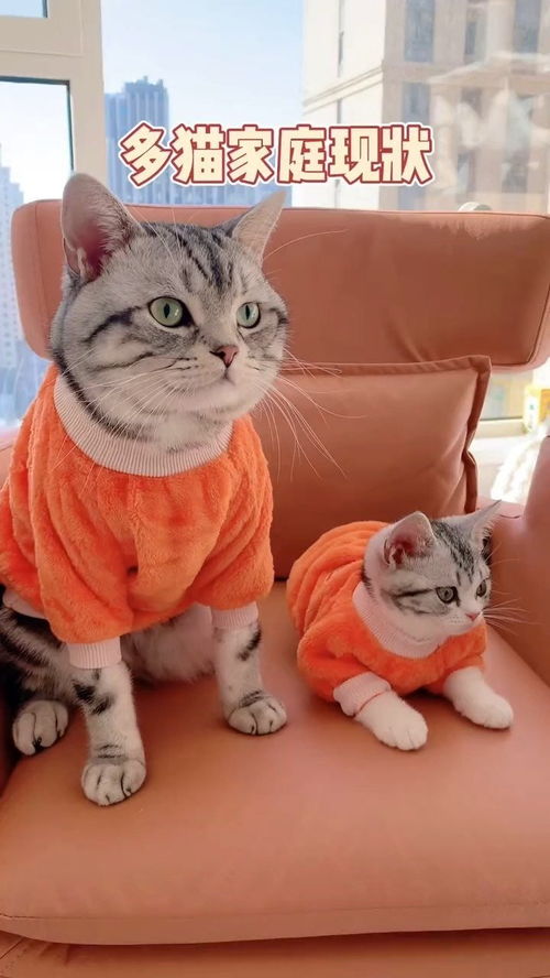 怎么样才能让猫不打架