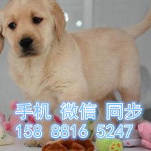 哪些纯种品种的狗便宜