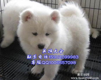 幼犬萨摩多久打疫苗