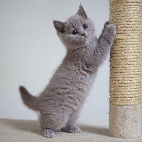 短尾巴的猫有哪些