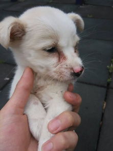 狗有犬瘟会怎么样
