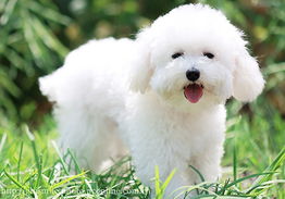 比熊犬容易得哪些疾病