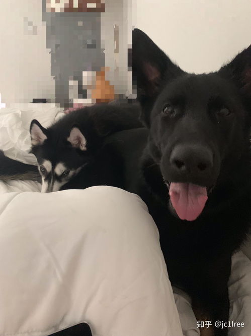 黑狼犬和德牧哪个好养