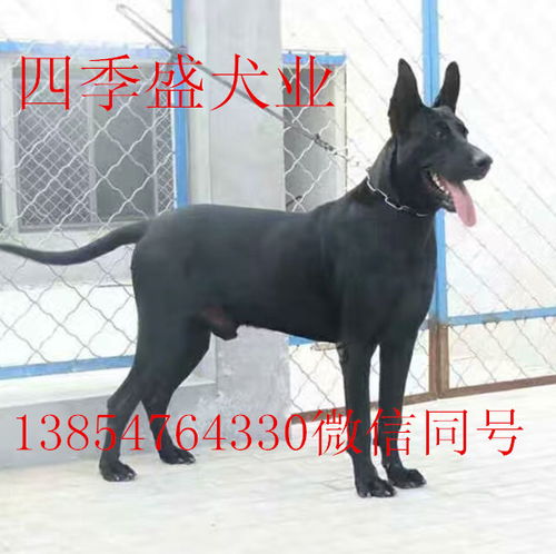 哪里有卖黑狼犬