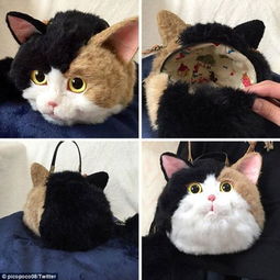 高价猫有哪些
