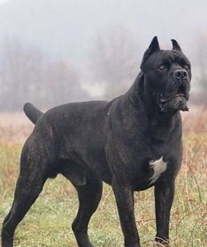 杜高犬和卡斯罗犬哪个大