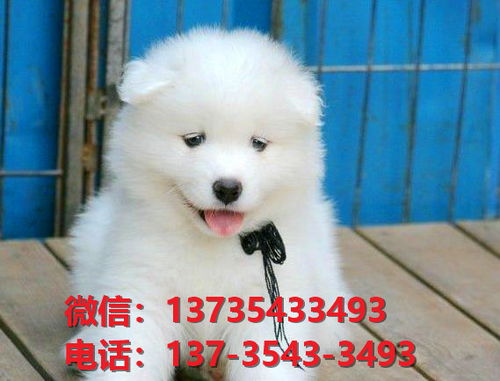 巴中哪里在卖狗