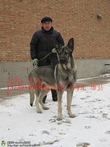 狼青和昆明犬哪个好