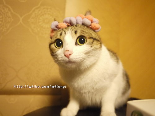 小猫多久熟悉环境