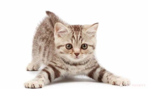 怎么样控制小猫的饭量