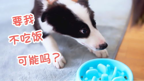 如何教小狗拒食