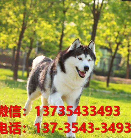 蚌埠哪里有卖狗