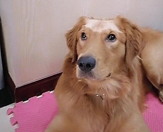 金毛犬多久用剪毛
