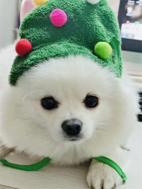 如何做小狗狗的衣服