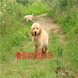 上海哪里有卖金毛犬幼犬