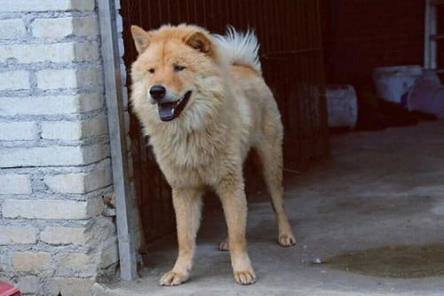 哪里能买到好品种狗