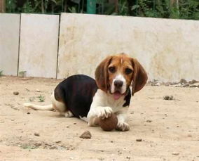 有哪些短毛小型犬