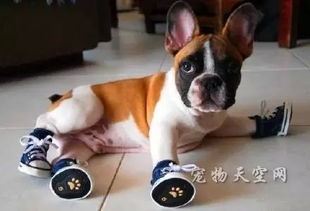 狗穿上鞋子会怎么样