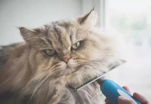 猫和狗哪个掉毛