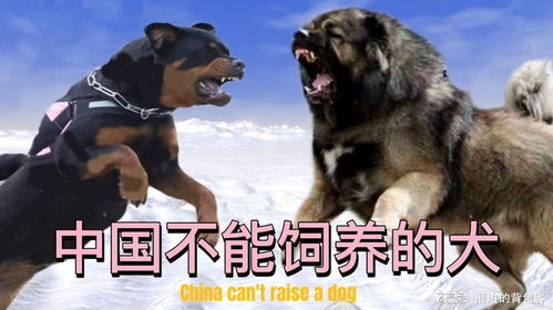 中国不可以养哪些狗