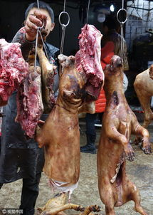 贵阳哪里有狗肉卖