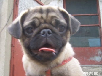 成都哪里有巴哥犬