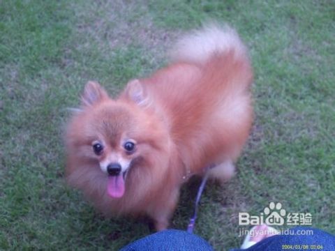 博美犬需要吃哪些东西