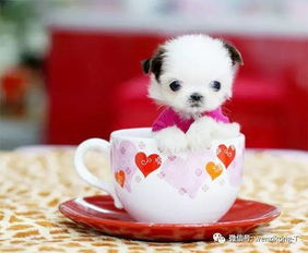 在哪里能找到茶杯犬