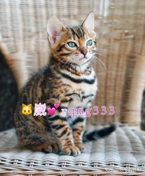 武汉哪里卖家猫