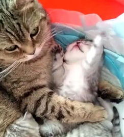 如何给猫喂奶