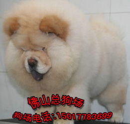 佛山哪里买狗狗
