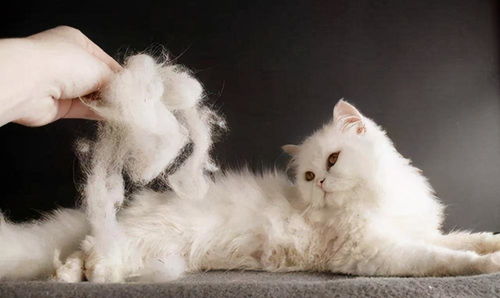 如何让猫爆毛