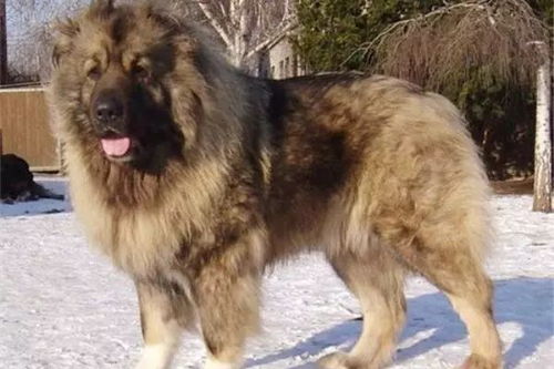 猛犬都有哪些品种