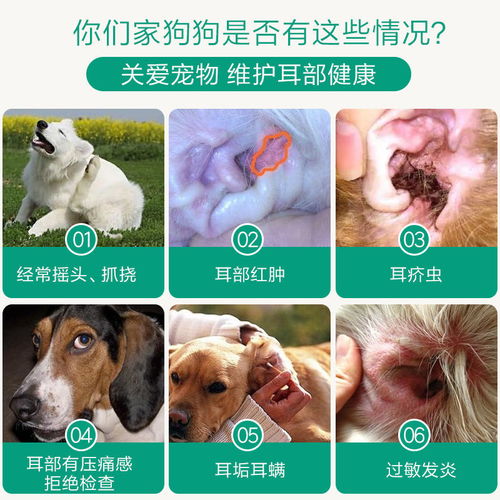 如何正确给狗狗滴耳油