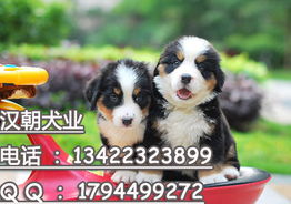 买狗狗幼犬去哪里买