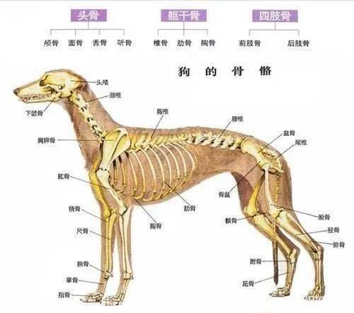 狗有哪些内脏