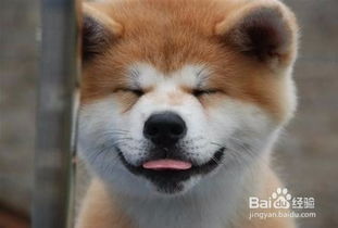 秋田犬脾气怎么样