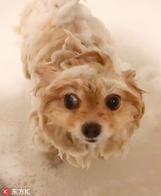 博美狗狗多久洗澡