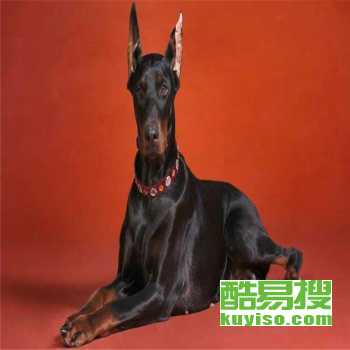 上海哪里有杜宾犬